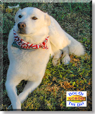 Noroo, the Dog of the Day