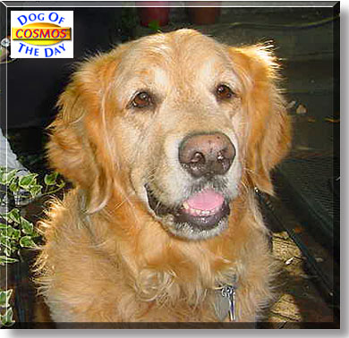 Cosmos, the Dog of the Day