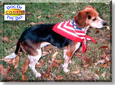 Cookie, the Dog of the Day