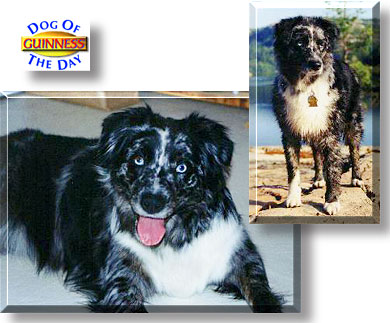 Guinness, the Dog of the Day