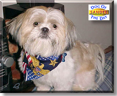 Sandee, the Dog of the Day