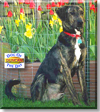 Duncan, the Dog of the Day