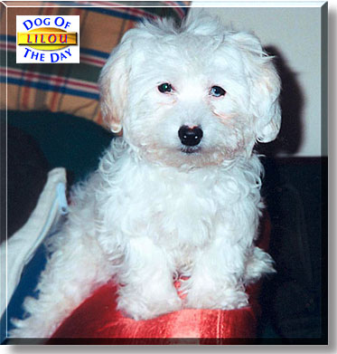 Lilou, the Dog of the Day