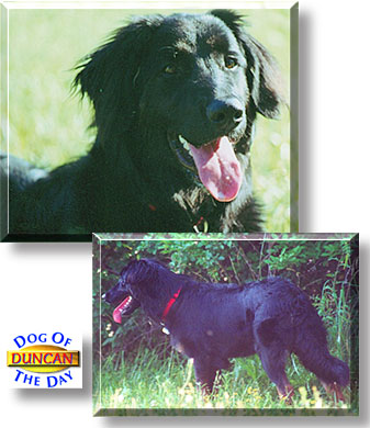 Duncan, the Dog of the Day