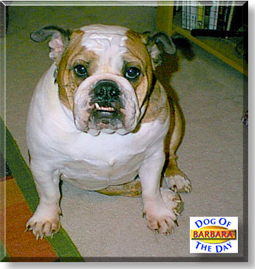Barbara, the Dog of the Day