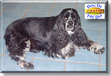 Gracie, the Dog of the Day
