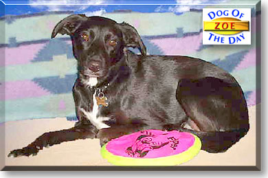 Zoe, the Dog of the Day