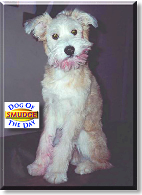Smudge, the Dog of the Day