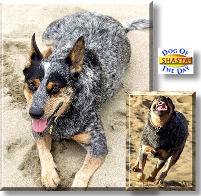 Shasta, the Dog of the Day