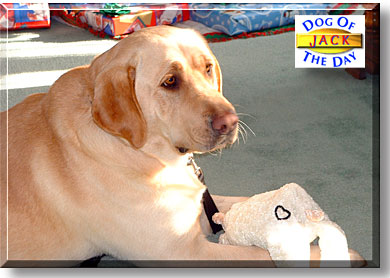 Jack, the Dog of the Day