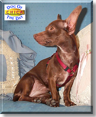 Chica, the Dog of the Day
