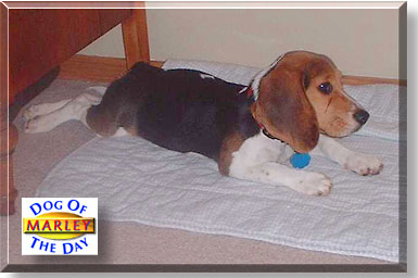 Marley, the Dog of the Day