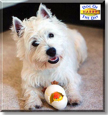 Sonshine's Harry Tucker, the Dog of the Day