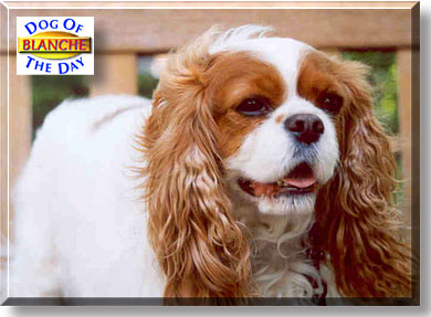 Blanche, the Dog of the Day