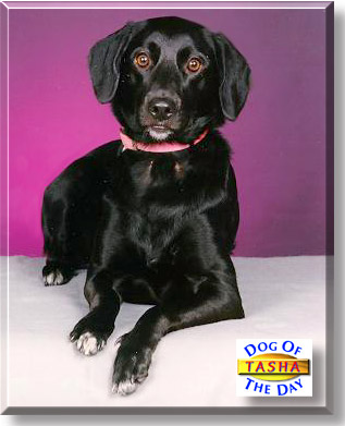 Tasha, the Dog of the Day