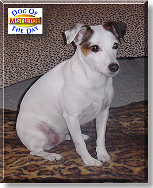 Mistletoe aka Missy, the Dog of the Day