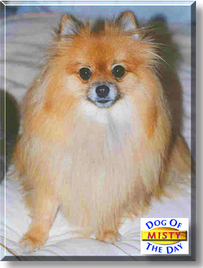 Misty, the Dog of the Day