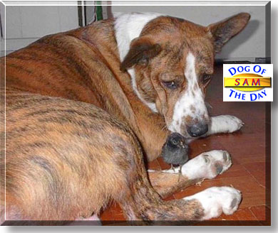 Sam, the Dog of the Day