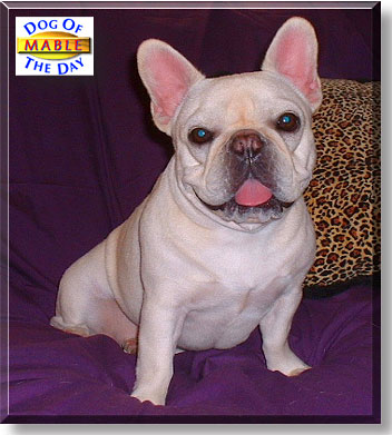 Mable, the Dog of the Day