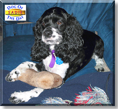 Sadie, the Dog of the Day