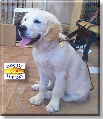 Lia, the Dog of the Day