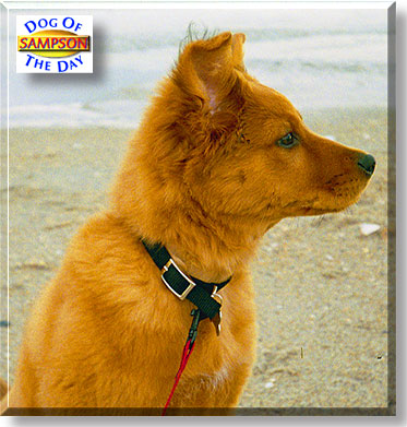 Sampson, the Dog of the Day