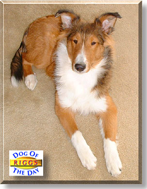 Priderocks Cowboy Riggs, the Dog of the Day