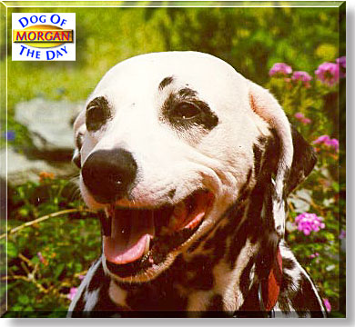 Morgan, the Dog of the Day