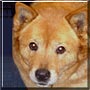 Suki