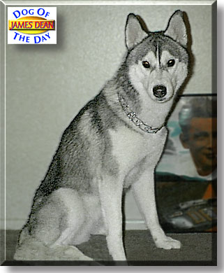 James Dean, the Dog of the Day