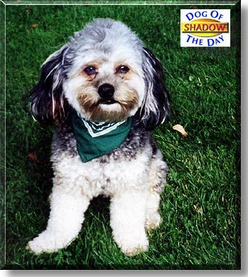 Shadow, the Dog of the Day