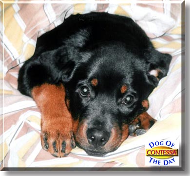 Contessa, the Dog of the Day