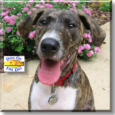 T. J., the Dog of the Day