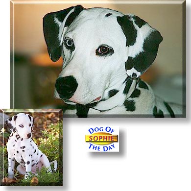 Sophie, the Dog of the Day