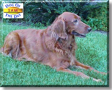 Sam, the Dog of the Day
