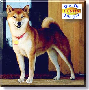 Henna, the Dog of the Day