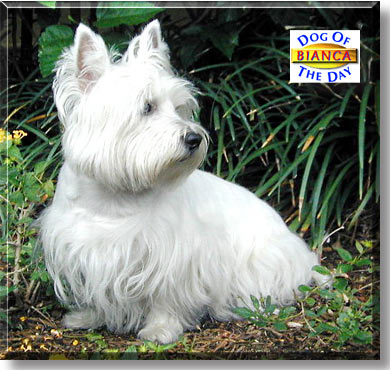 Bianca, the Dog of the Day
