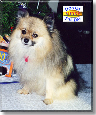 Buddy, the Dog of the Day