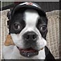 Buddy