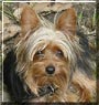 Chewbacca