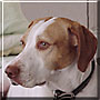 Bailey