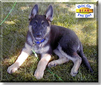 Bear, the Dog of the Day