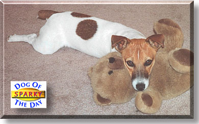 Sparky, the Dog of the Day