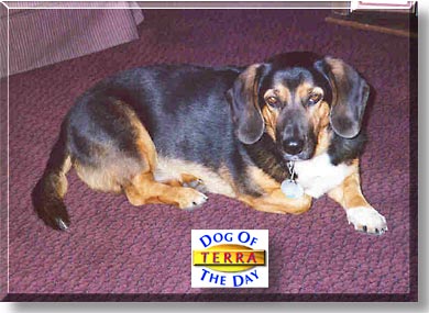 Terra, the Dog of the Day