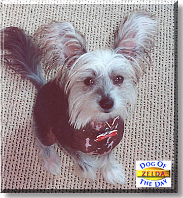 Zelda, the Dog of the Day