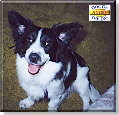 Angel, the Dog of the Day