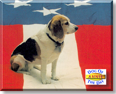 Annie, the Dog of the Day