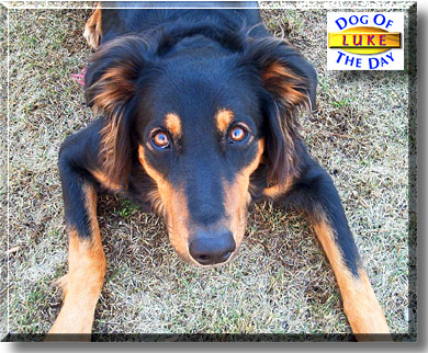Luke, the Dog of the Day
