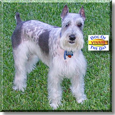 Vinnie, the Dog of the Day