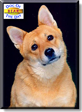Bear, the Dog of the Day